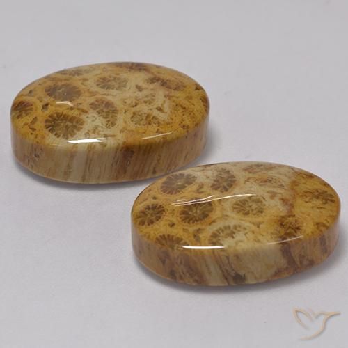 Gemas de Coral fósil Multicolor natural de 22.57 ct, Ovalada, Opaco
