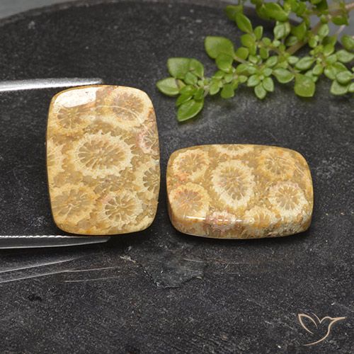 23.94ctw Natural Multicolor Coral fósil, Forma Cojín, Opaco