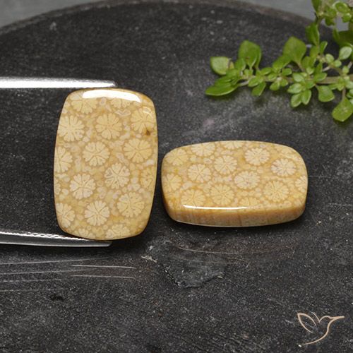22.32ctw Natural Multicolor Coral fósil, Forma Cojín, Opaco