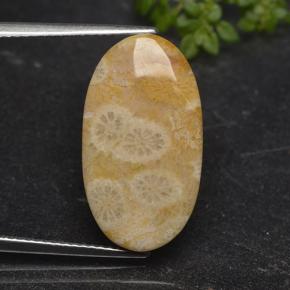 Coral fósil Multicolor natural de 11.06 ct, Corte Óvalo, Opaco