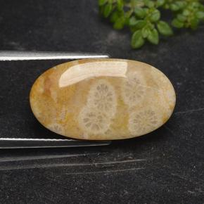 Coral fósil Multicolor natural de 11.06 ct, Corte Óvalo, Opaco