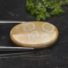 Coral fósil Multicolor natural de 11.06 ct, Corte Óvalo, Opaco