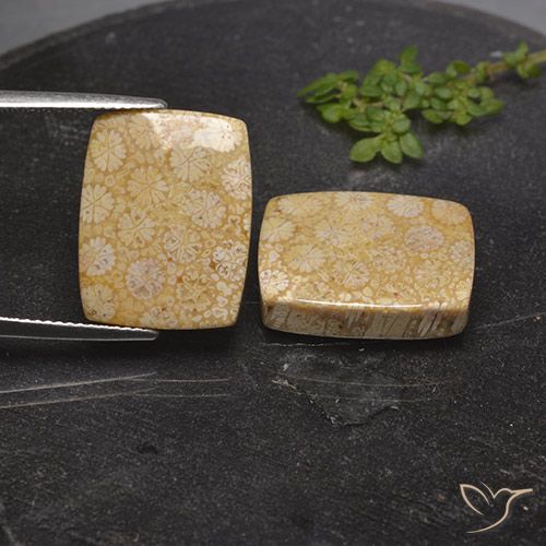 28.56ctw Natural Multicolor Coral fósil, Forma Cojín, Opaco