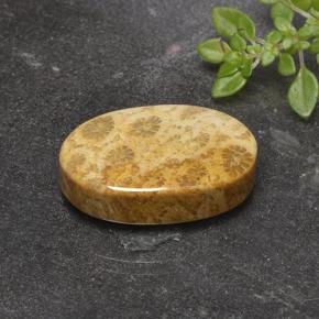 Coral fósil Multicolor natural de 14.69 ct, Corte Óvalo, Opaco