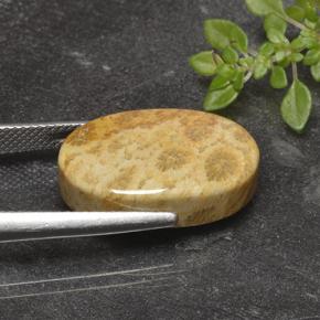 Coral fósil Multicolor natural de 14.69 ct, Corte Óvalo, Opaco