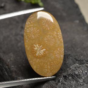 Coral fósil Multicolor natural de 10.75 ct, Corte Óvalo, Opaco