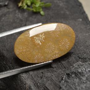 Coral fósil Multicolor natural de 10.75 ct, Corte Óvalo, Opaco