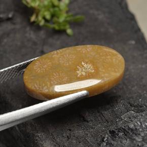 Coral fósil Multicolor natural de 10.75 ct, Corte Óvalo, Opaco