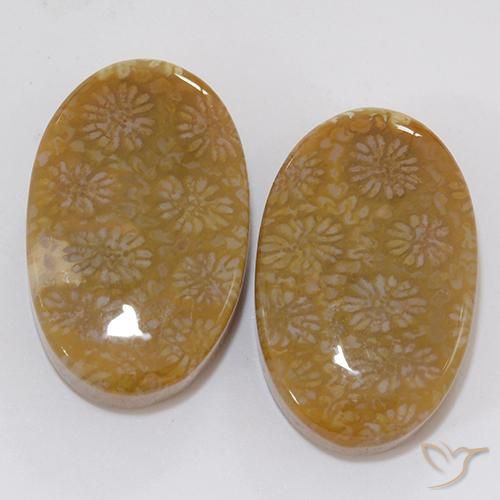 28.62ctw Natural Multicolor Coral fósil, Ovalada, Opaco