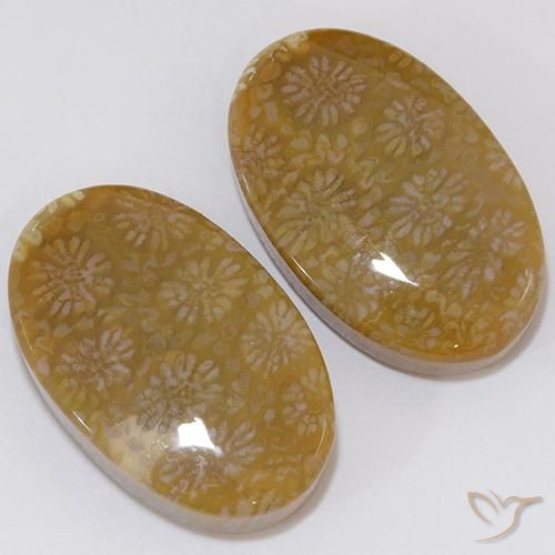 Gemas de Coral fósil Multicolor natural de 28.62 ct, Ovalada, Opaco