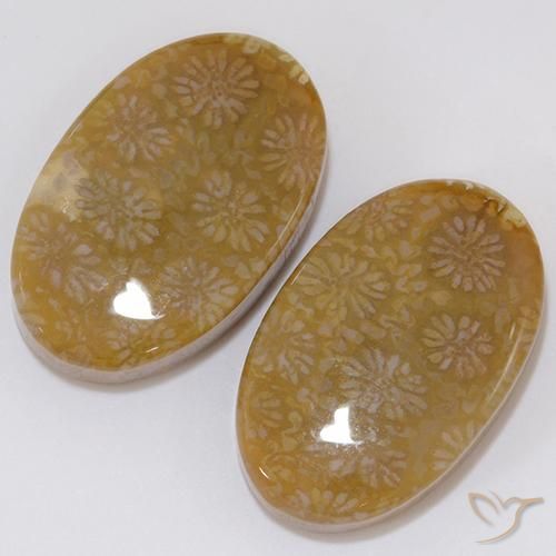 Gemas de Coral fósil Multicolor natural de 28.62 ct, Ovalada, Opaco