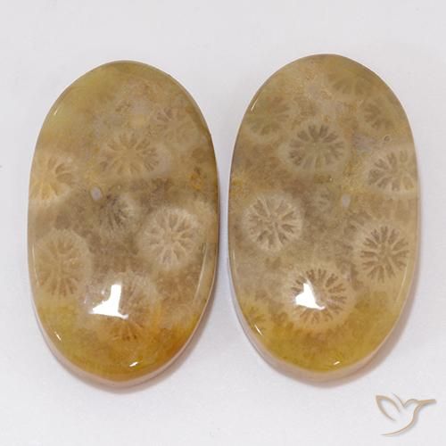 21.91ctw Natural Multicolor Coral fósil, Ovalada, Opaco