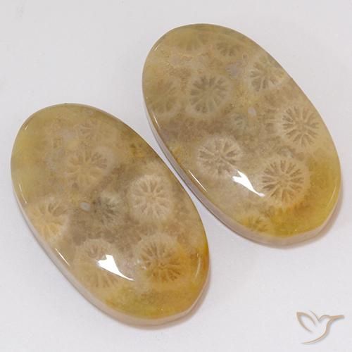 Gemas de Coral fósil Multicolor natural de 21.91 ct, Ovalada, Opaco