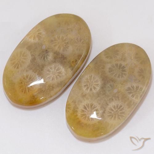 Gemas de Coral fósil Multicolor natural de 21.91 ct, Ovalada, Opaco
