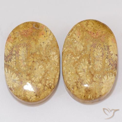 27.27ctw Natural Multicolor Coral fósil, Ovalada, Opaco