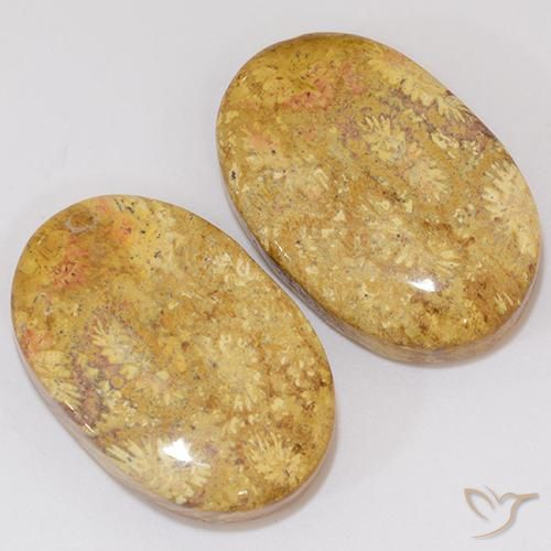 Gemas de Coral fósil Multicolor natural de 27.27 ct, Ovalada, Opaco