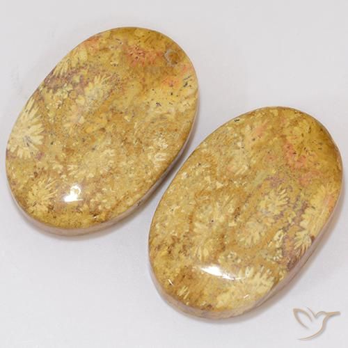 Gemas de Coral fósil Multicolor natural de 27.27 ct, Ovalada, Opaco