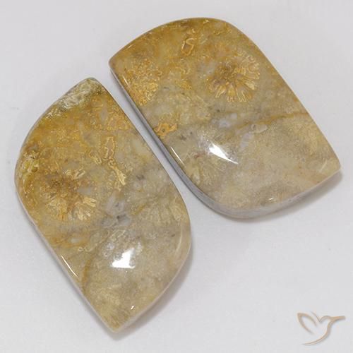 Gemas de Coral fósil Multicolor natural de 18.02 ct, Elegante, Opaco