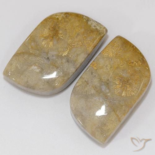 Gemas de Coral fósil Multicolor natural de 18.02 ct, Elegante, Opaco