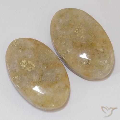 Gemas de Coral fósil Multicolor natural de 27.02 ct, Ovalada, Opaco