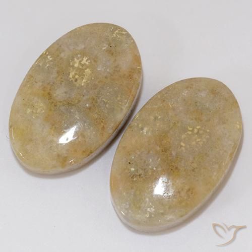 Gemas de Coral fósil Multicolor natural de 27.02 ct, Ovalada, Opaco