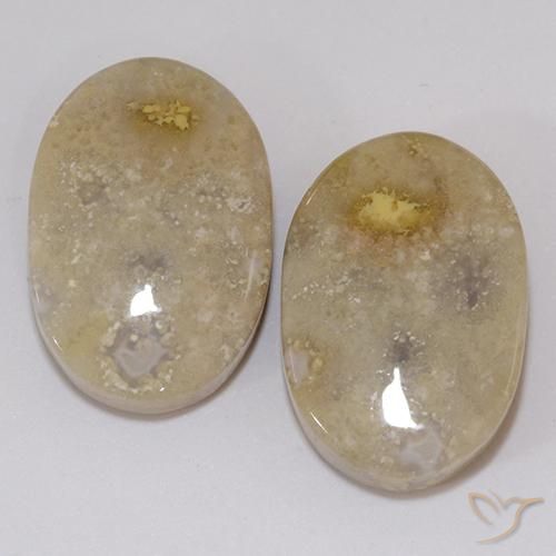 21.60ctw Natural Multicolor Coral fósil, Ovalada, Opaco