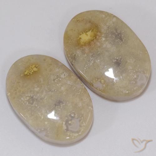 Gemas de Coral fósil Multicolor natural de 21.60 ct, Ovalada, Opaco