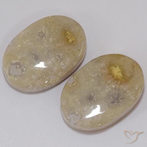 Gemas de Coral fósil Multicolor natural de 21.60 ct, Ovalada, Opaco