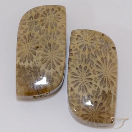 Gemas de coral fósil multicolor natural de 19,43 ct, forma elegante, opaco
