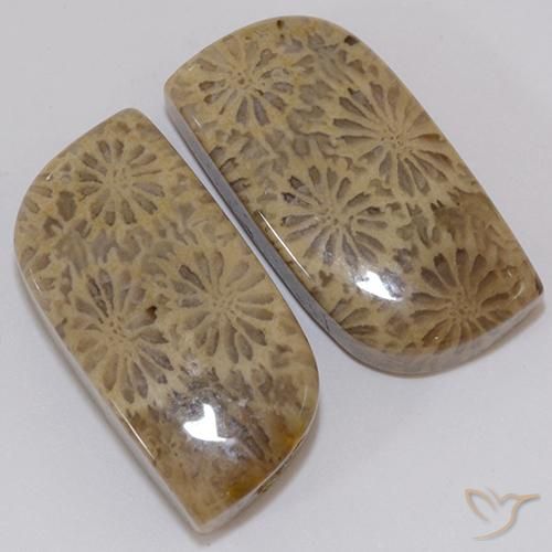 Gemas de coral fósil multicolor natural de 19,43 ct, forma elegante, opaco