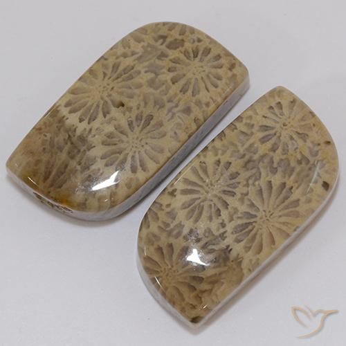 Gemas de coral fósil multicolor natural de 19,43 ct, forma elegante, opaco
