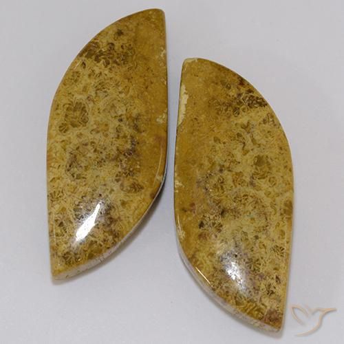 23.61ctw Natural Multicolor Coral fósil, Elegante, Opaco
