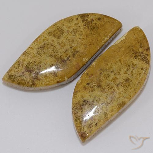 Gemas de Coral fósil Multicolor natural de 23.61 ct, Elegante, Opaco