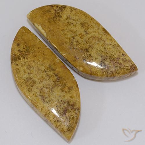 Gemas de Coral fósil Multicolor natural de 23.61 ct, Elegante, Opaco