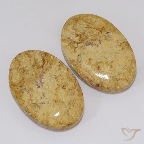 Gemas de Coral fósil Multicolor natural de 19.18 ct, Ovalada, Opaco