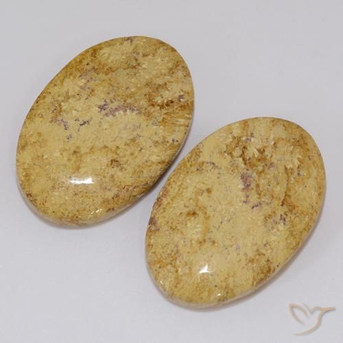 Gemas de Coral fósil Multicolor natural de 19.18 ct, Ovalada, Opaco