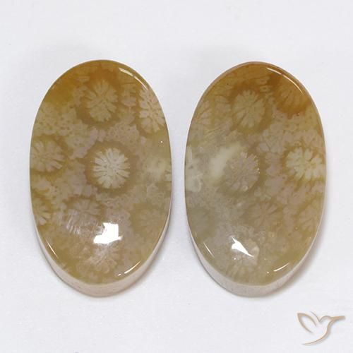 30.48ctw Natural Multicolor Coral fósil, Ovalada, Opaco