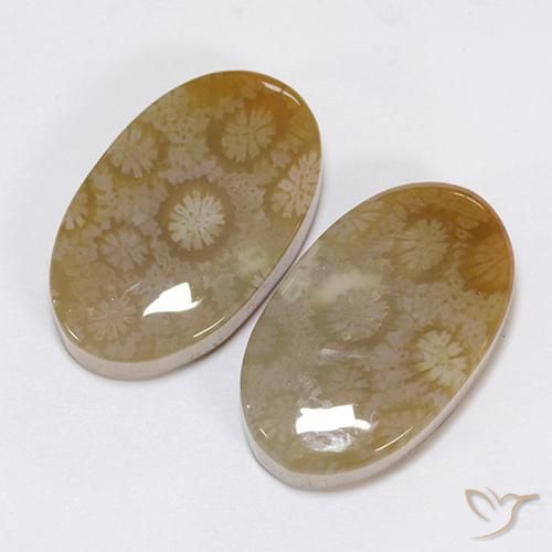 Gemas de Coral fósil Multicolor natural de 30.48 ct, Ovalada, Opaco