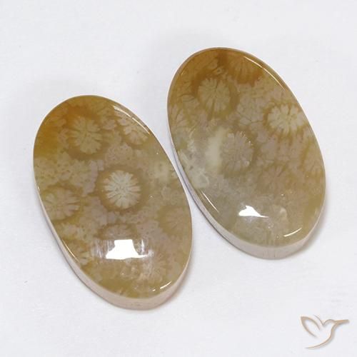 Gemas de Coral fósil Multicolor natural de 30.48 ct, Ovalada, Opaco