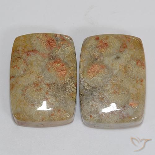 46.76ctw Natural Multicolor Coral fósil, Forma Cojín, Opaco