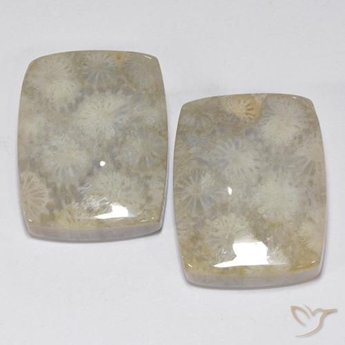 41.05ctw Natural Multicolor Coral fósil, Forma Cojín, Opaco