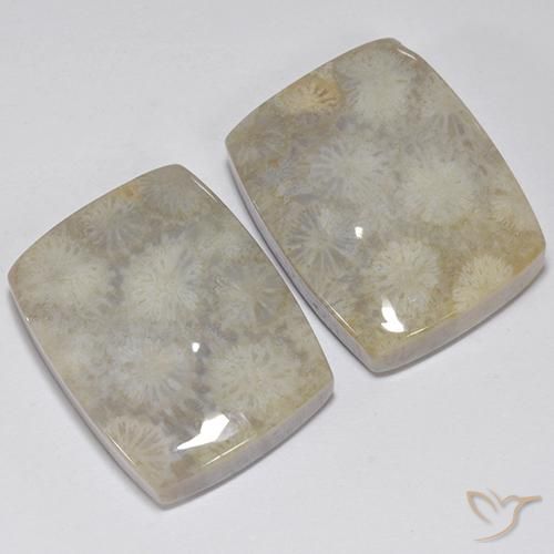 Gemas de Coral fósil Multicolor natural de 41.05 ct, Forma Cojín, Opaco