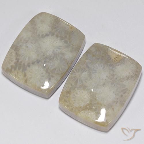 Gemas de Coral fósil Multicolor natural de 41.05 ct, Forma Cojín, Opaco