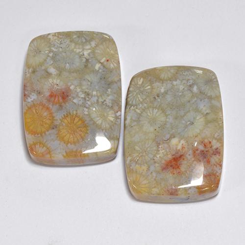 Gemas de Coral fósil Multicolor natural de 31.96 ct, Corte Cojín, Opaco