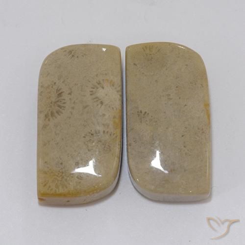 22.46ctw Natural Multicolor Coral fósil, Elegante, Opaco