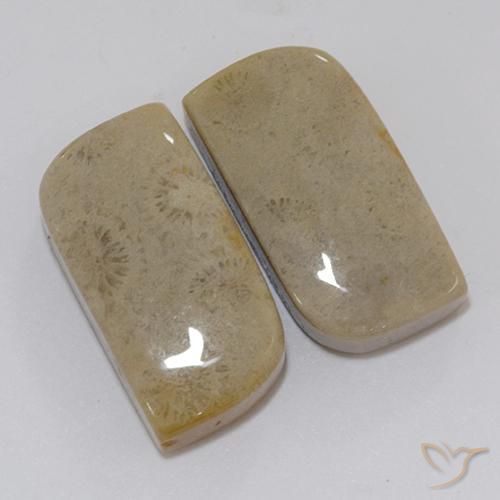 Gemas de Coral fósil Multicolor natural de 22.46 ct, Elegante, Opaco