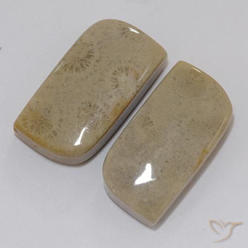 Gemas de Coral fósil Multicolor natural de 22.46 ct, Elegante, Opaco