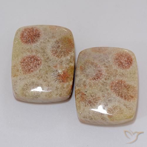 37.10ctw Natural Multicolor Coral fósil, Forma Cojín, Opaco