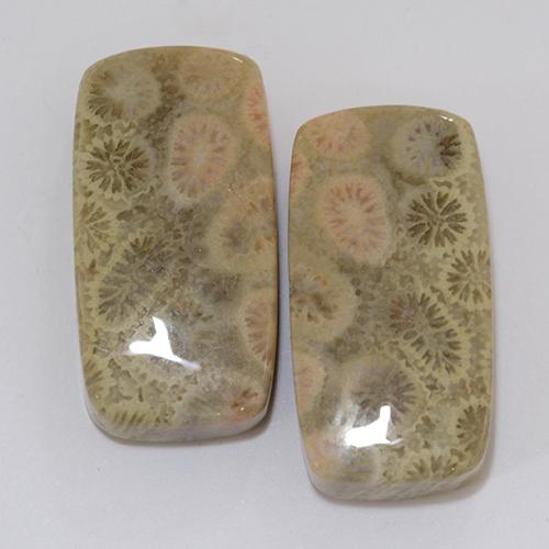 31.95ctw Natural Multicolor Coral fósil, Forma Cojín, Opaco