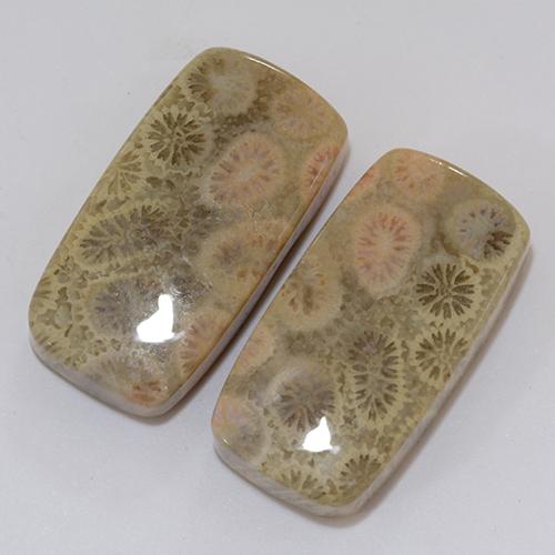 Gemas de Coral fósil Multicolor natural de 31.95 ct, Forma Cojín, Opaco